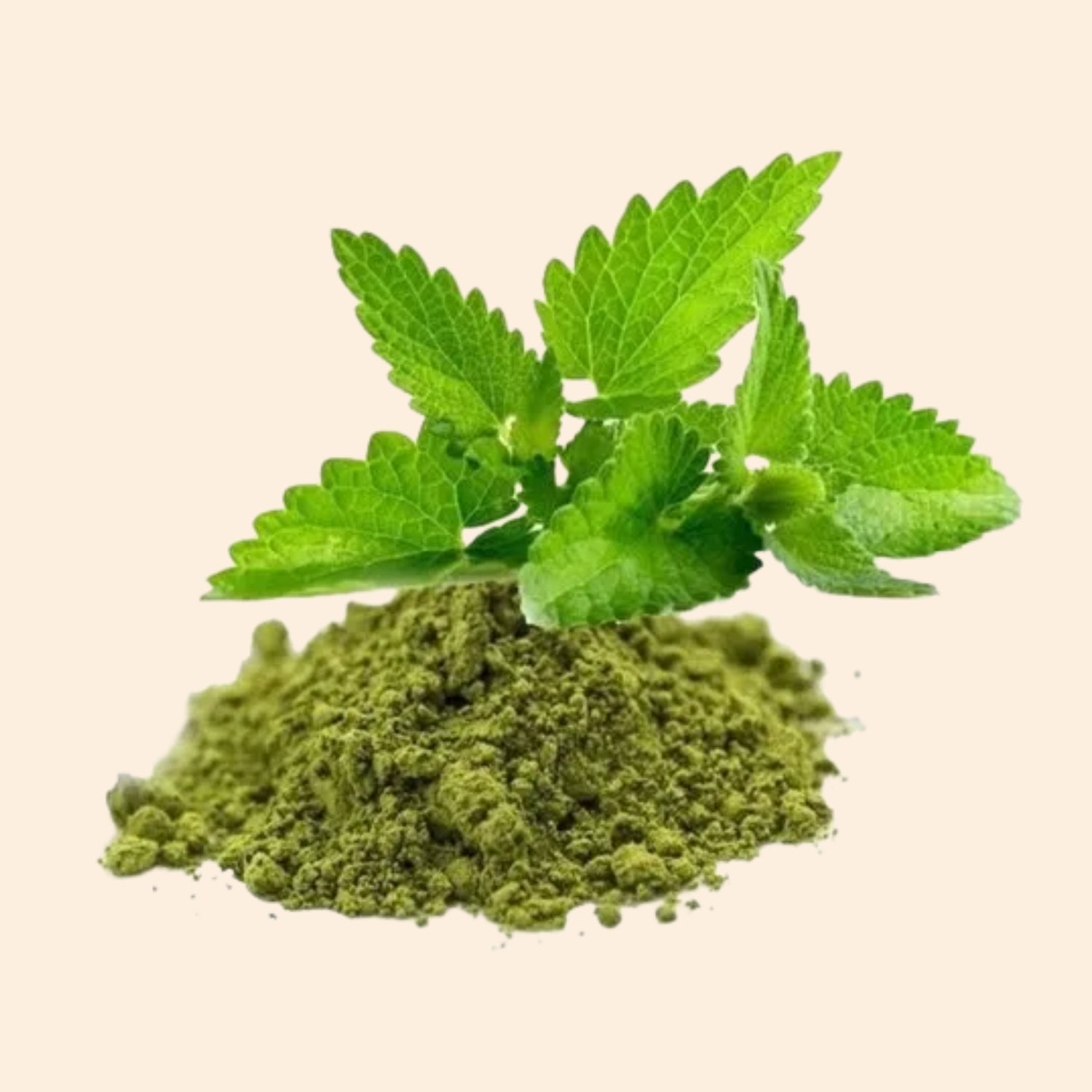 Shoprythm Dry Extracts Tulsi Dry Extract Shoprythm Dry Extracts Tulsi Dry Extract